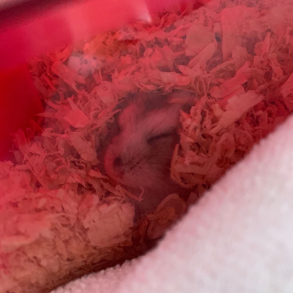 ちゃんかな