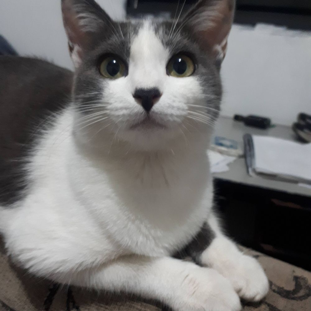 ellie