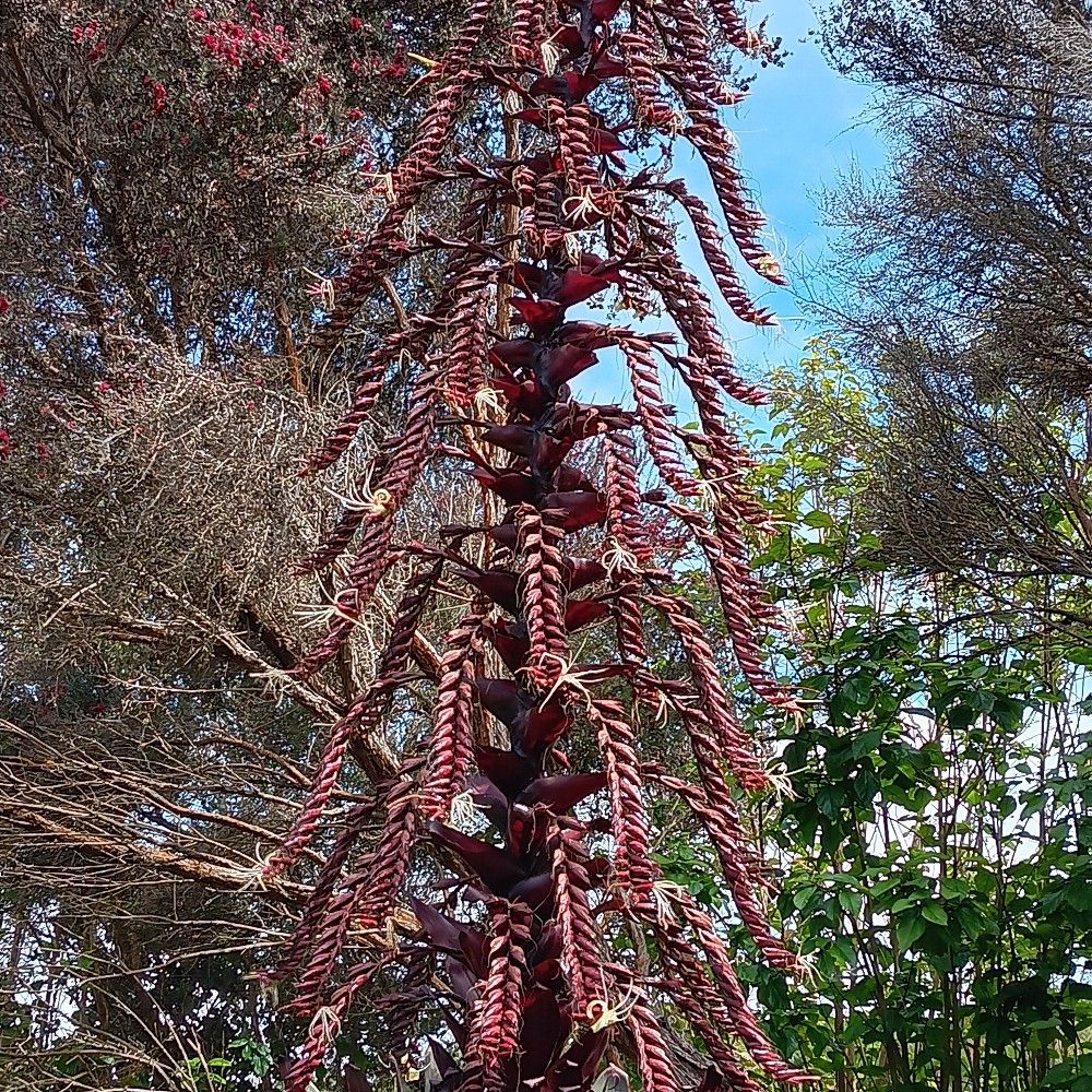 dildoshwagins.bsky.social