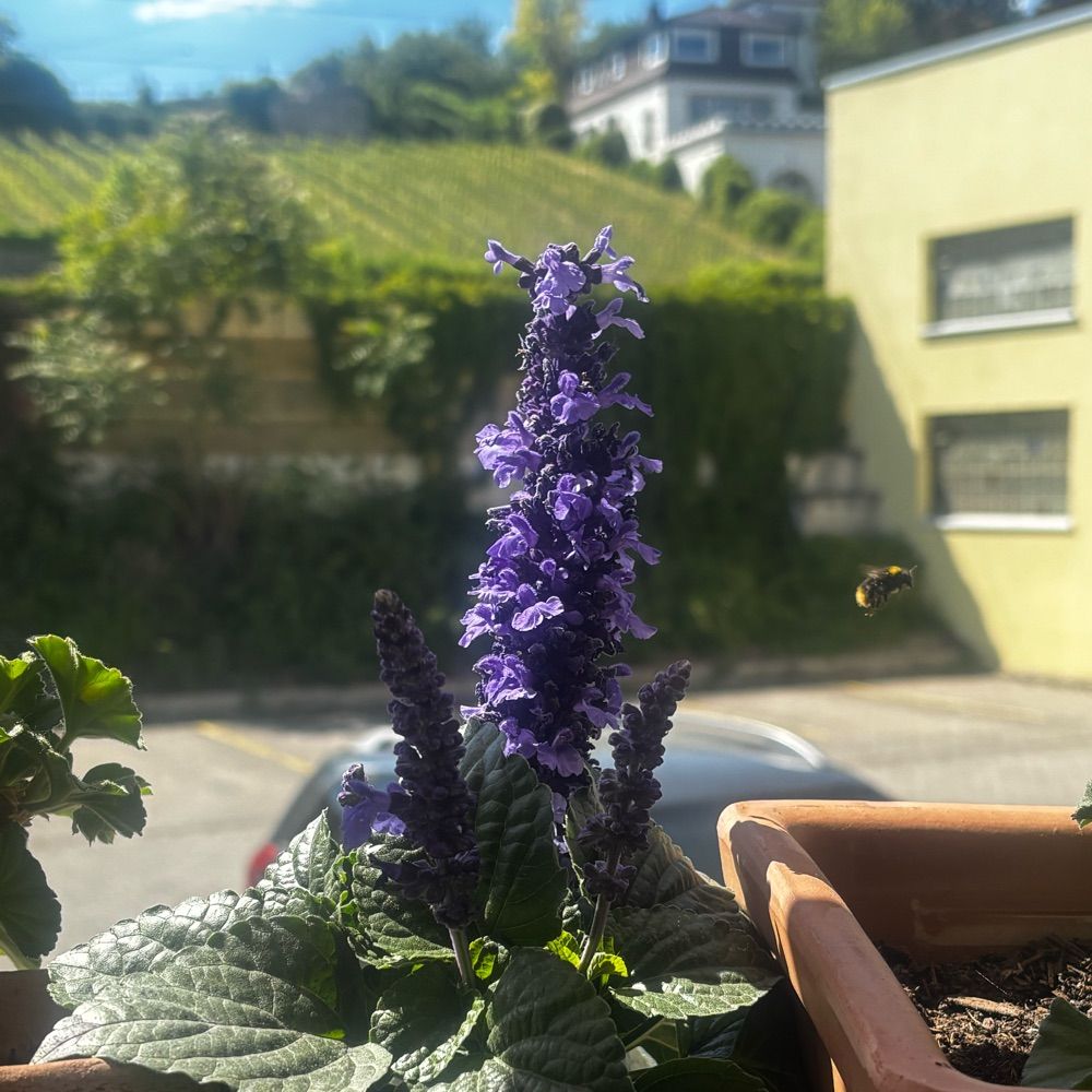 pas de problème🌻