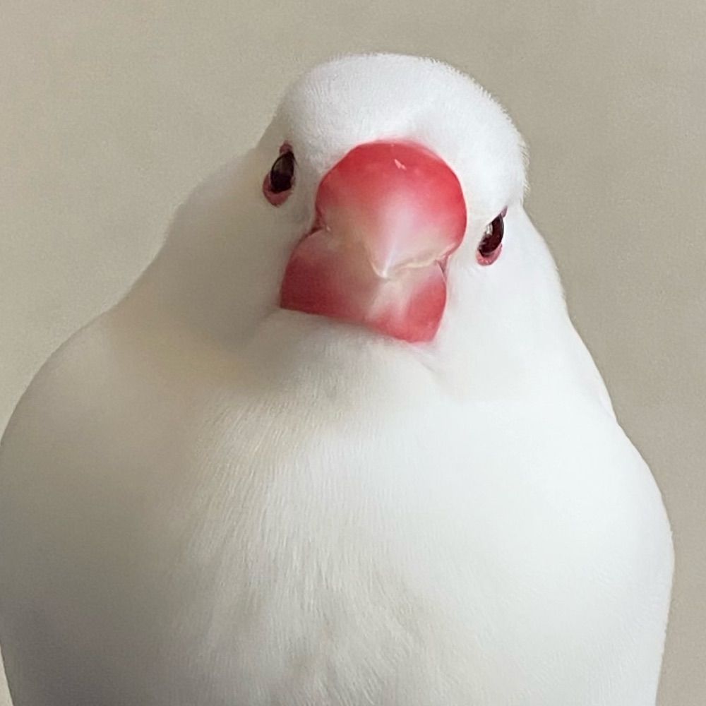 いおち
