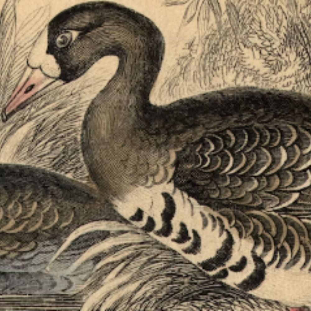 Duck