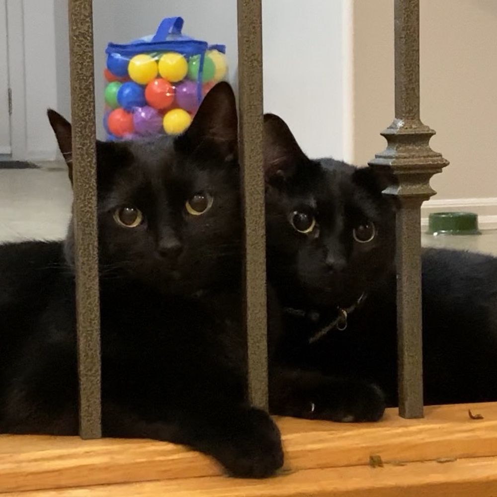 Potato & Biscuit