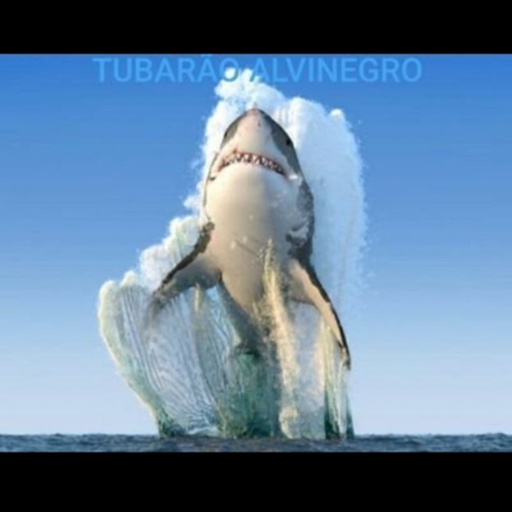 BARÃO TUBARÃO ALVINEGRO
