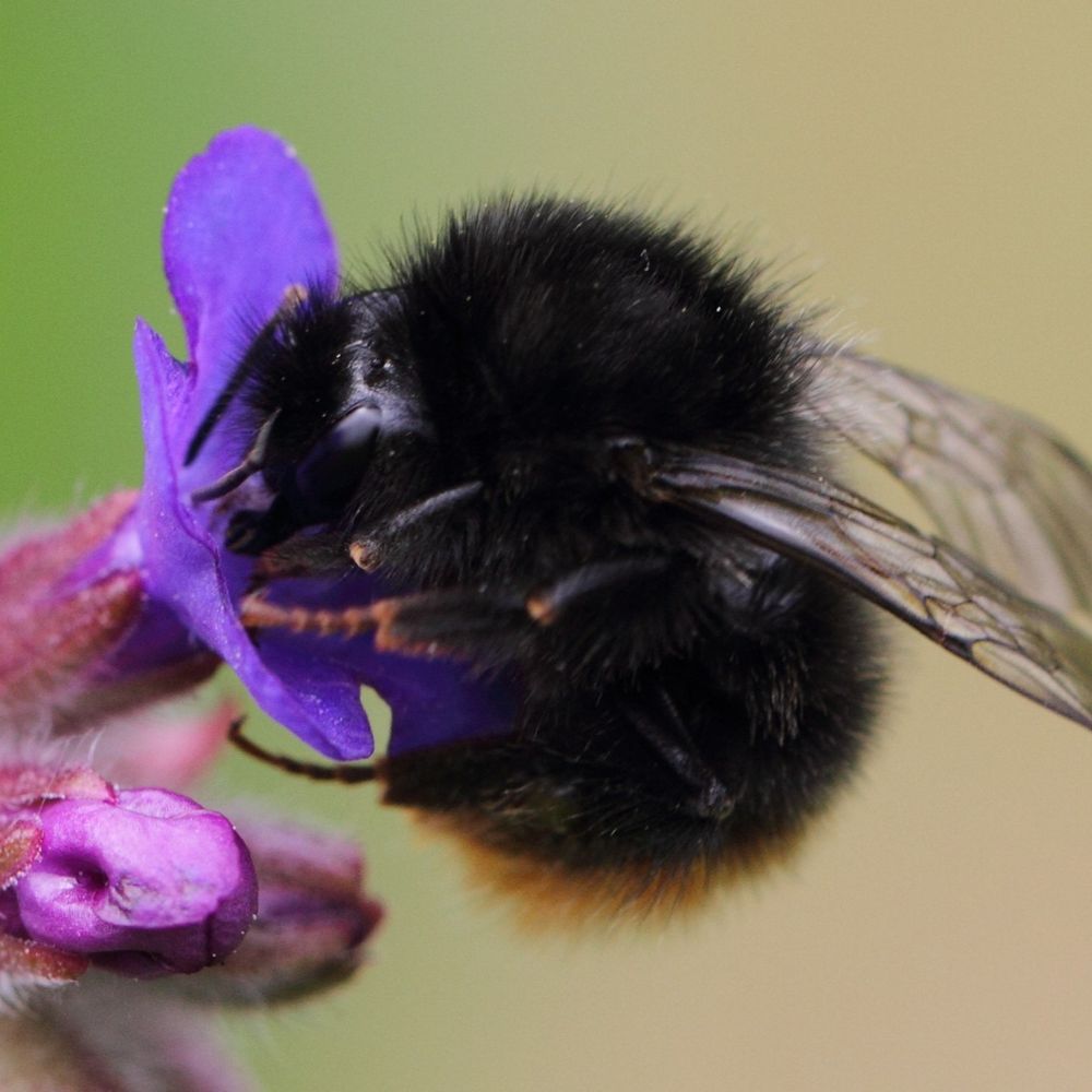 wurflenii