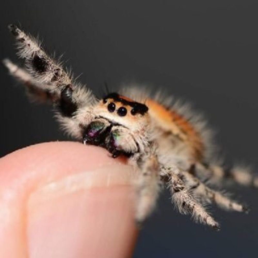 MonoScyron