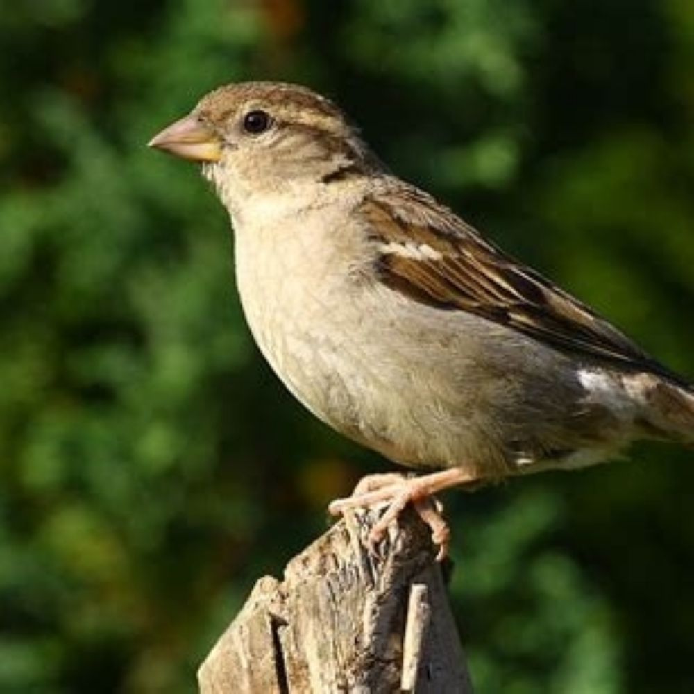 Profile picture sparrow-2.bsky.social