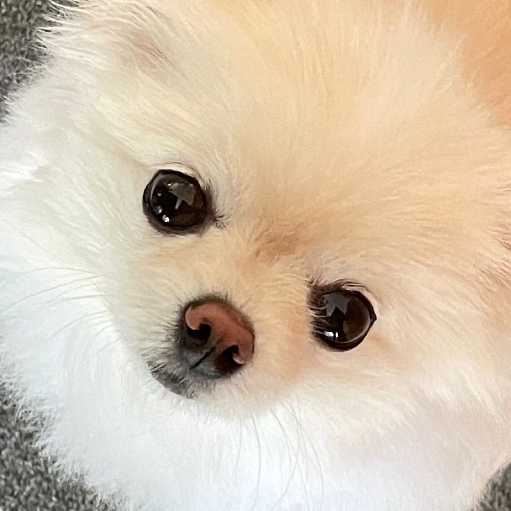 이예이예