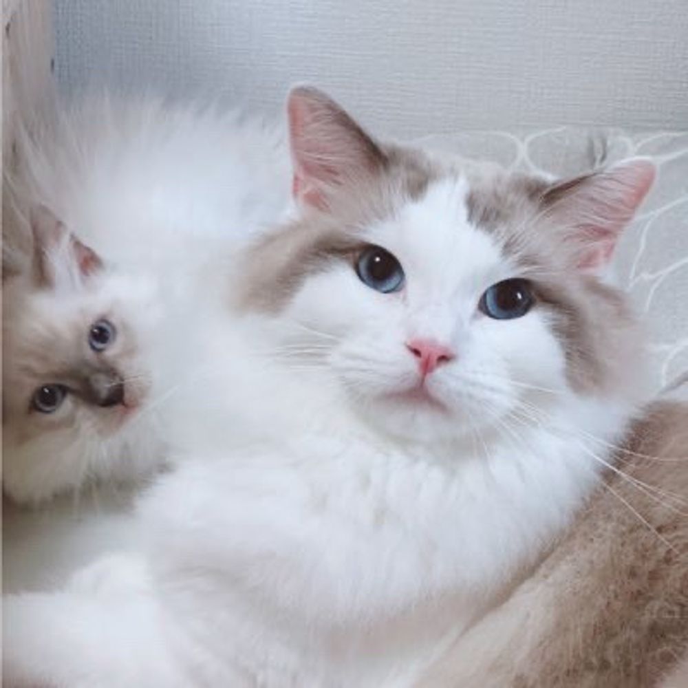アオ🐱ネル🐱スイ