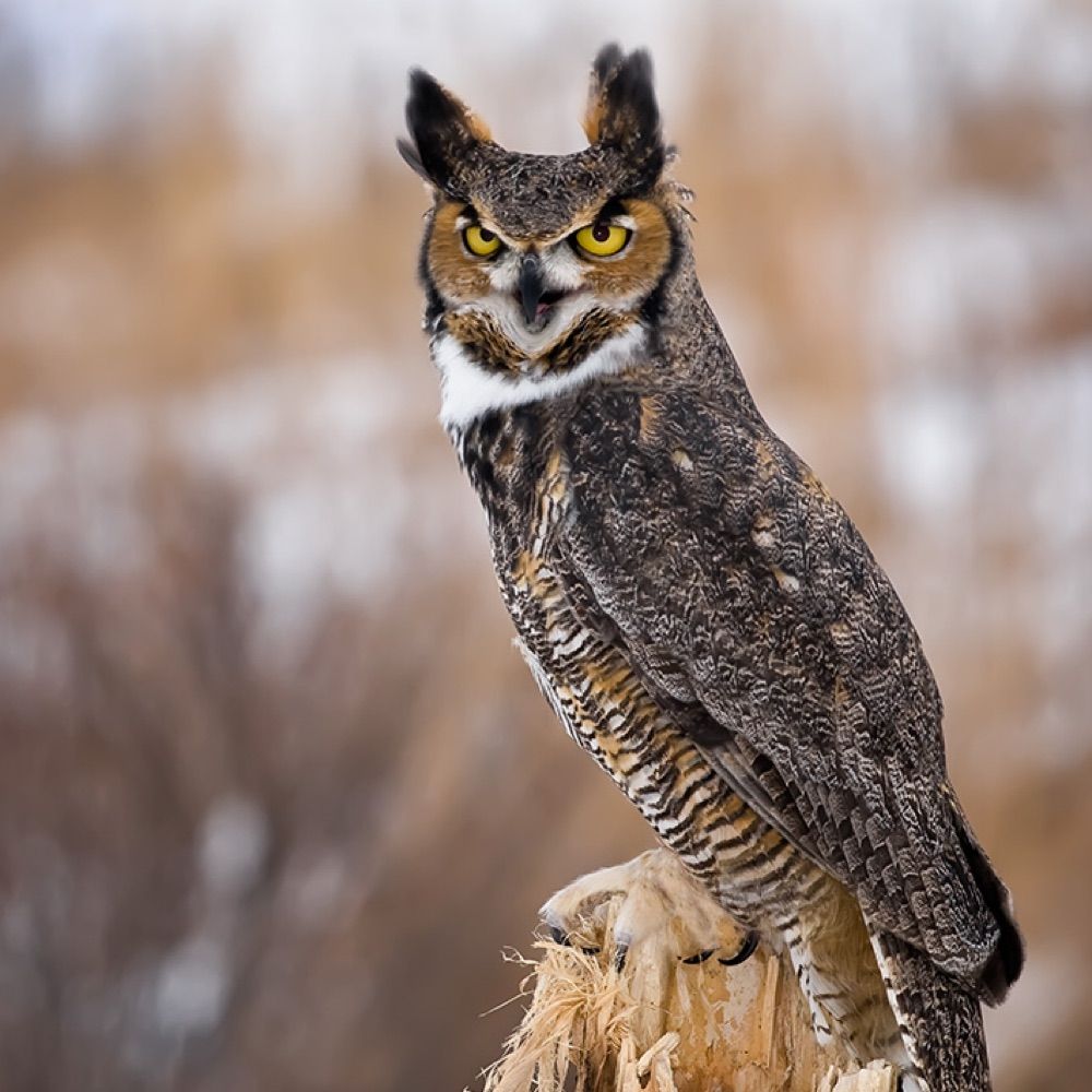 hoot