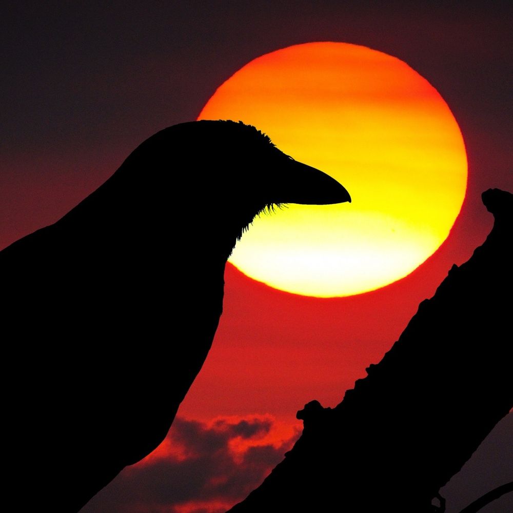 Sunset Ravens's avatar