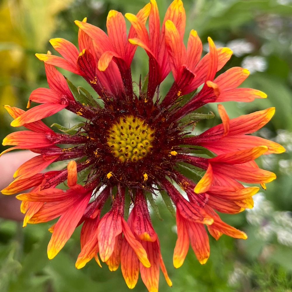 Flowers Make Me Smile