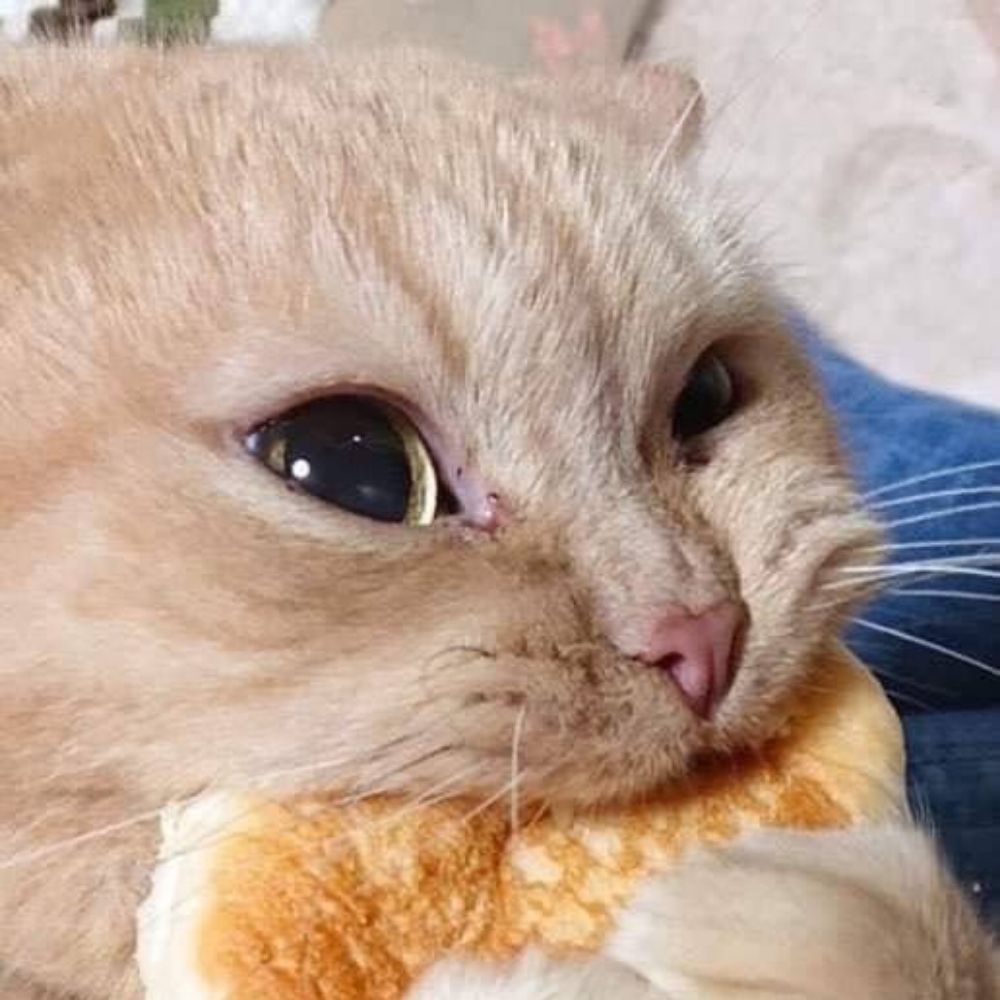 오딱