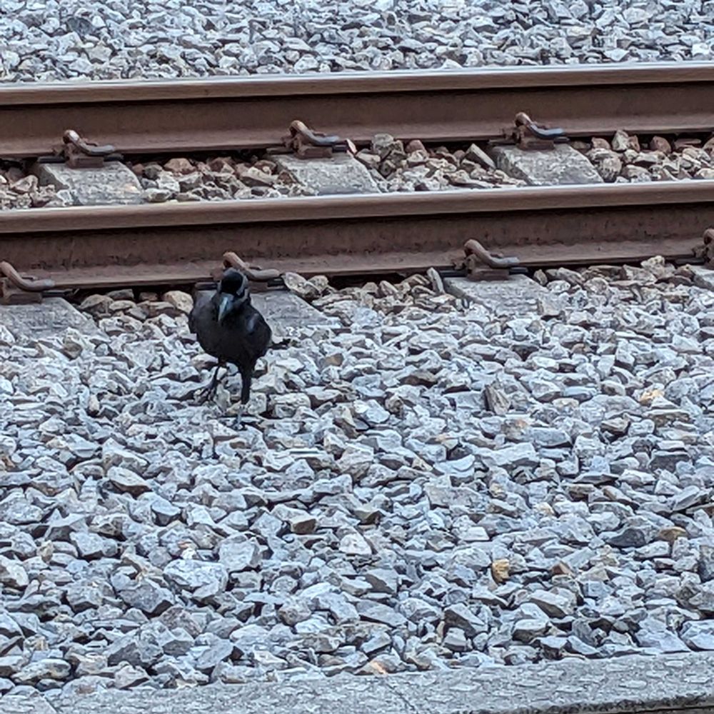 たかお