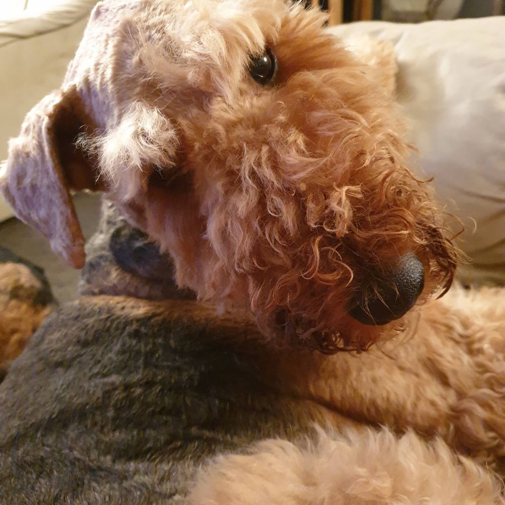 Arkwright Airedale