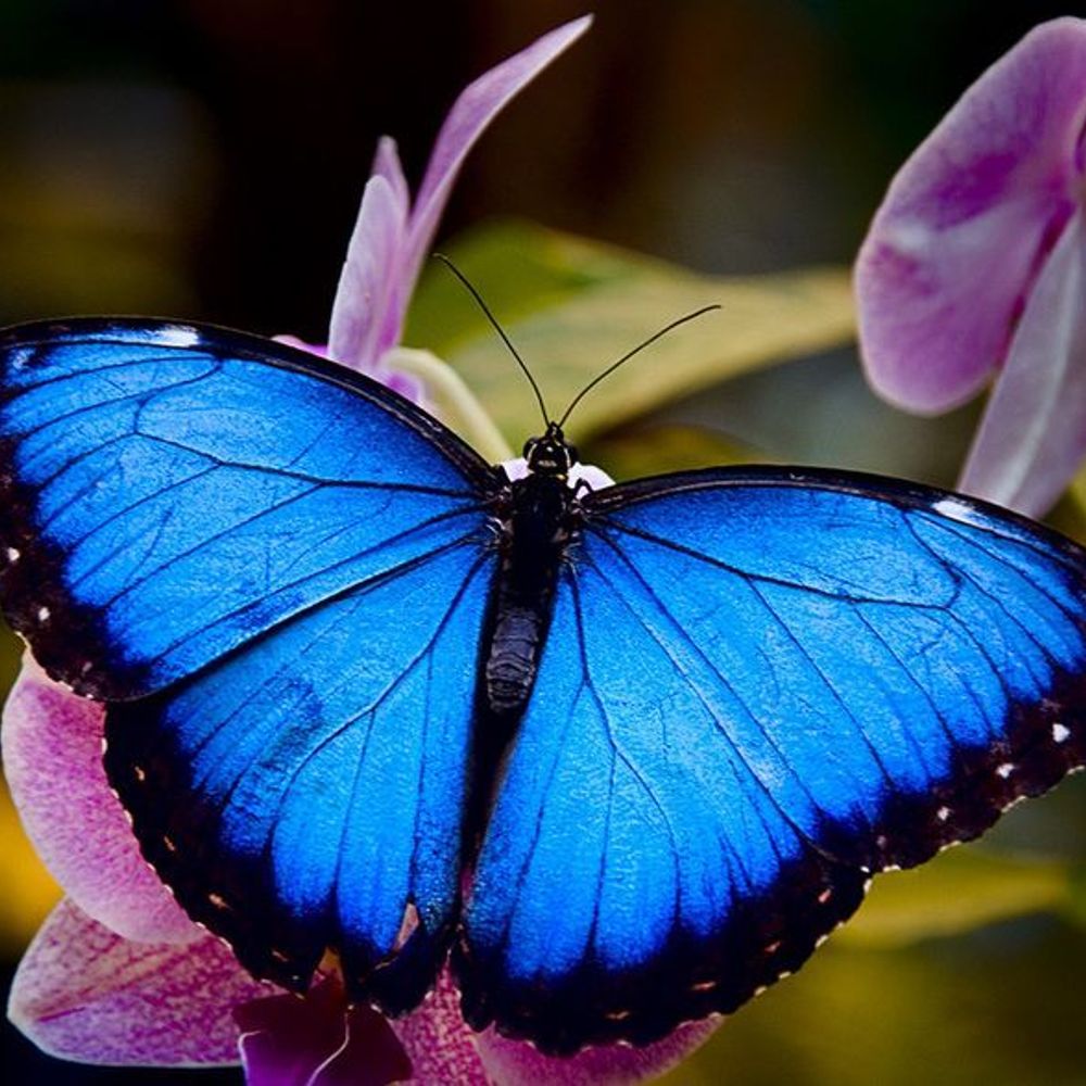 Le Papillon Bleu