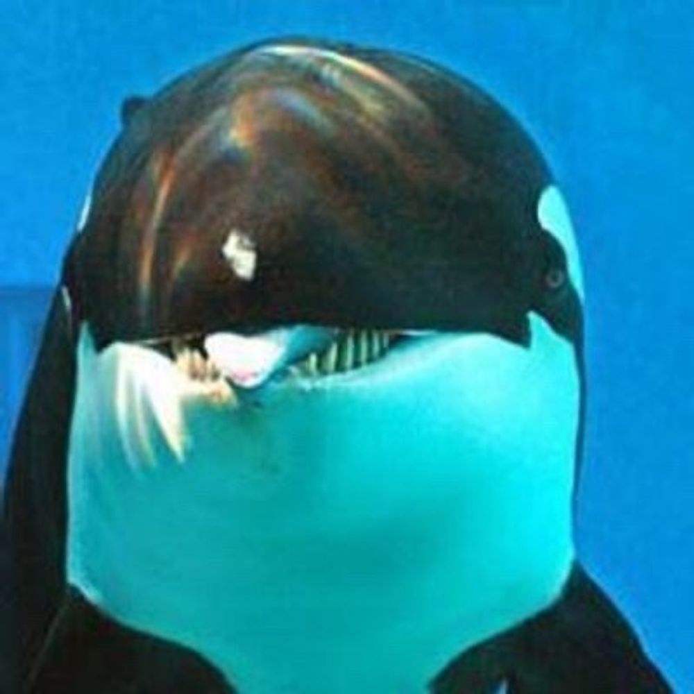 海豚