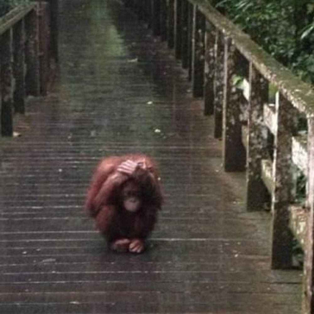 Sr. Chimpanzé