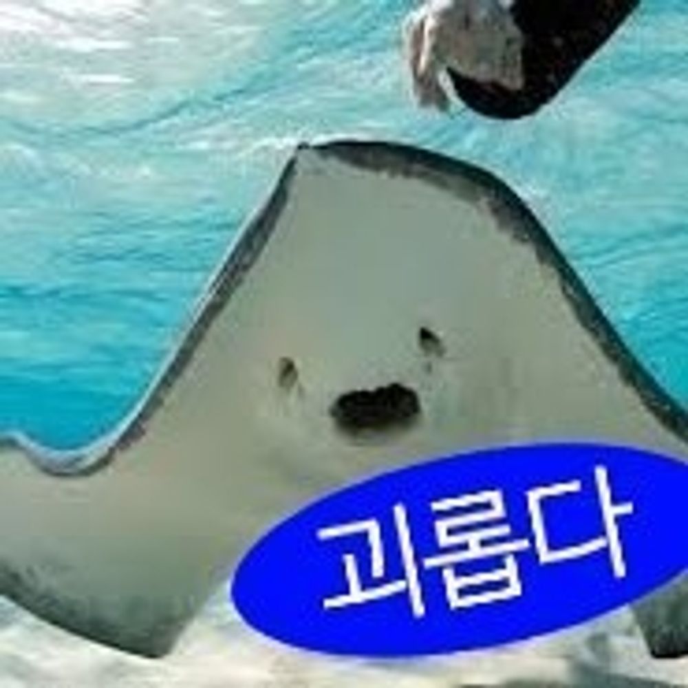 가오 리