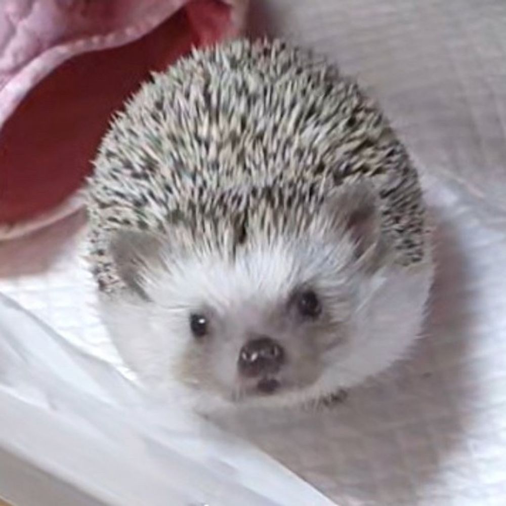 도치🦔🍀