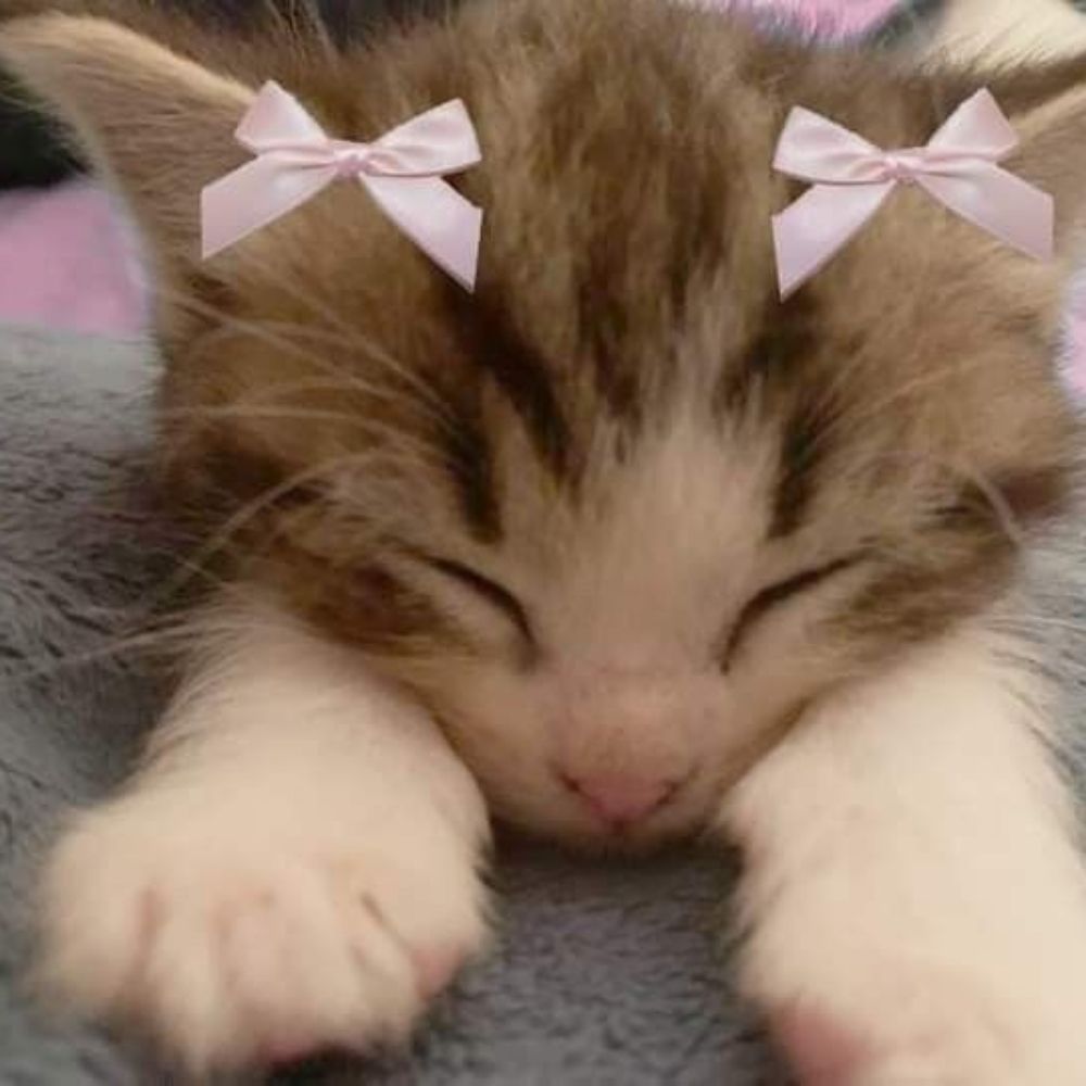cat 🎀