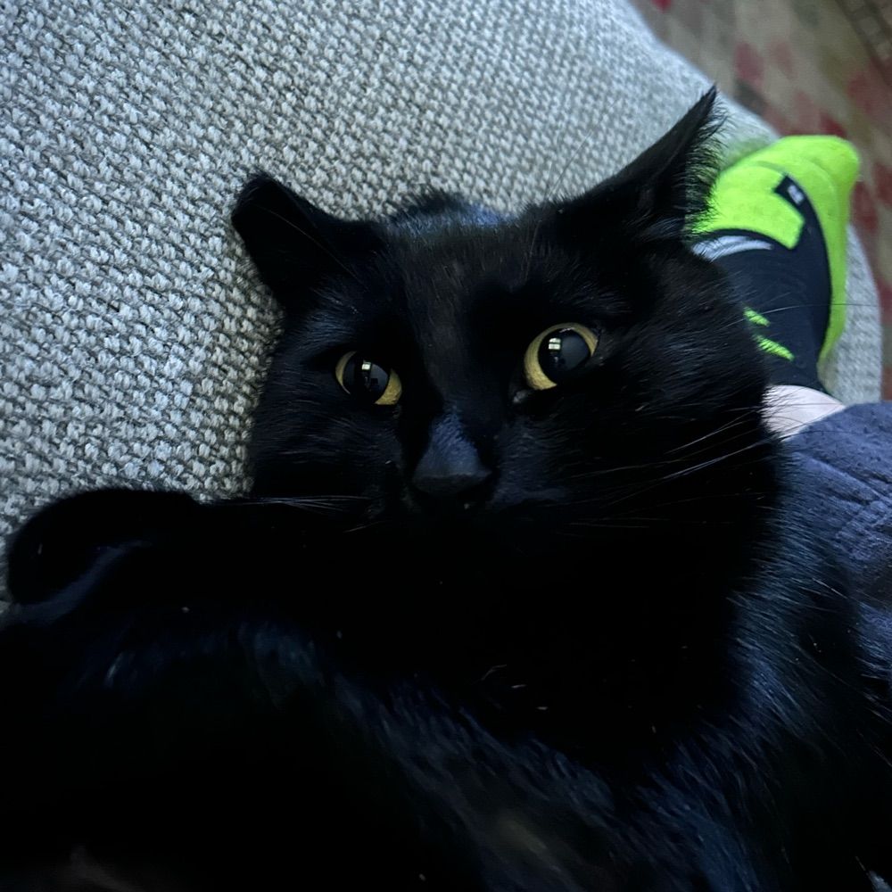 Raisin