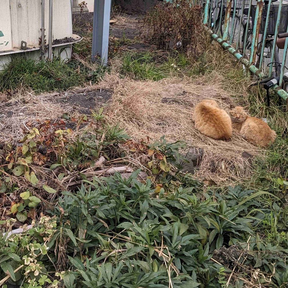 かっこんだよ！！！