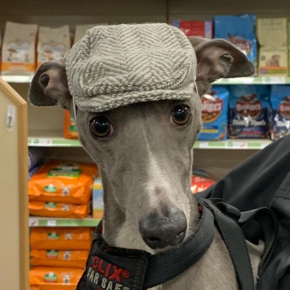 pets that have that shit ON