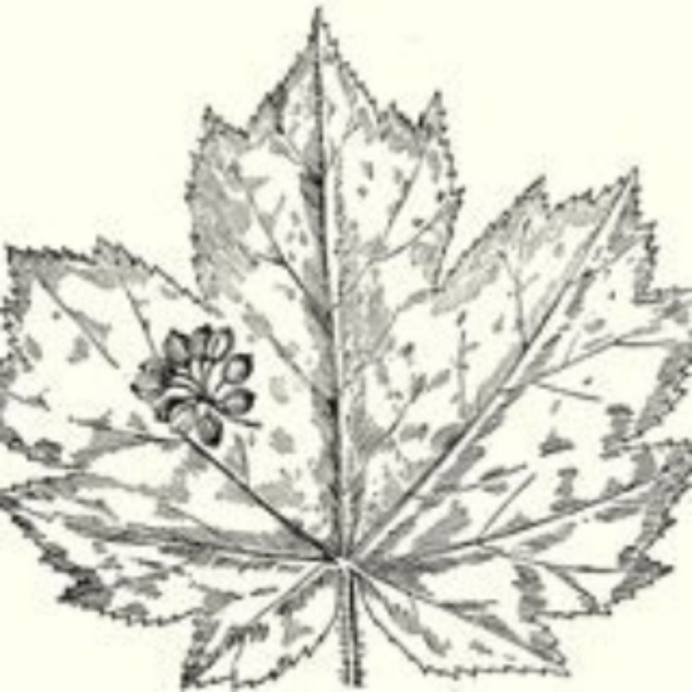 Oplopanax horridus