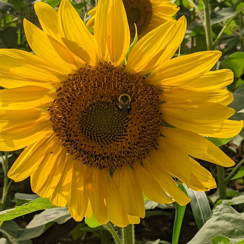 Flowerpower