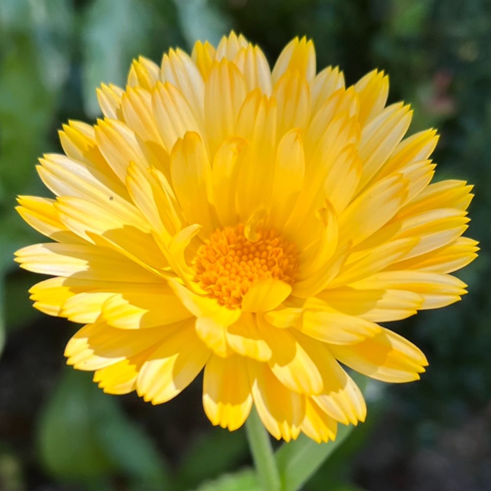 Kleinstadtblume