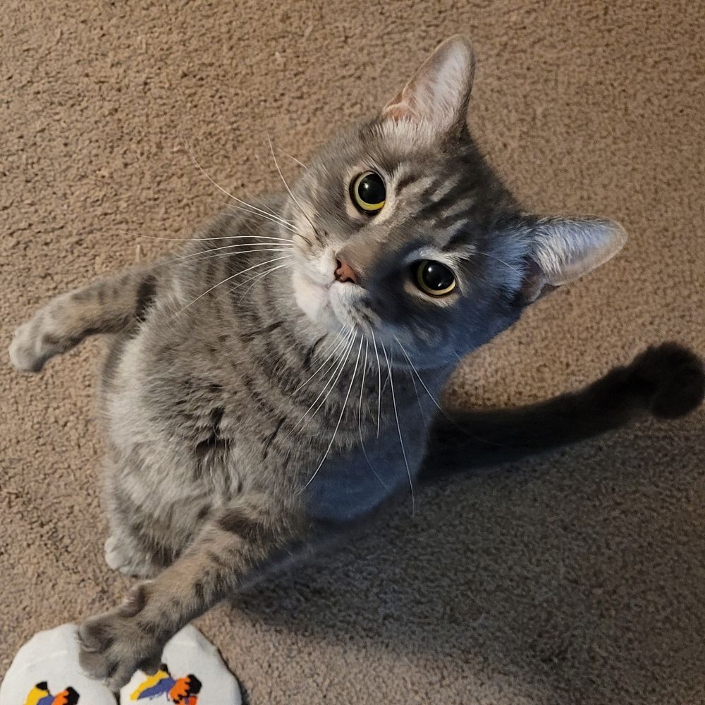 Walter Mittens Cronkat