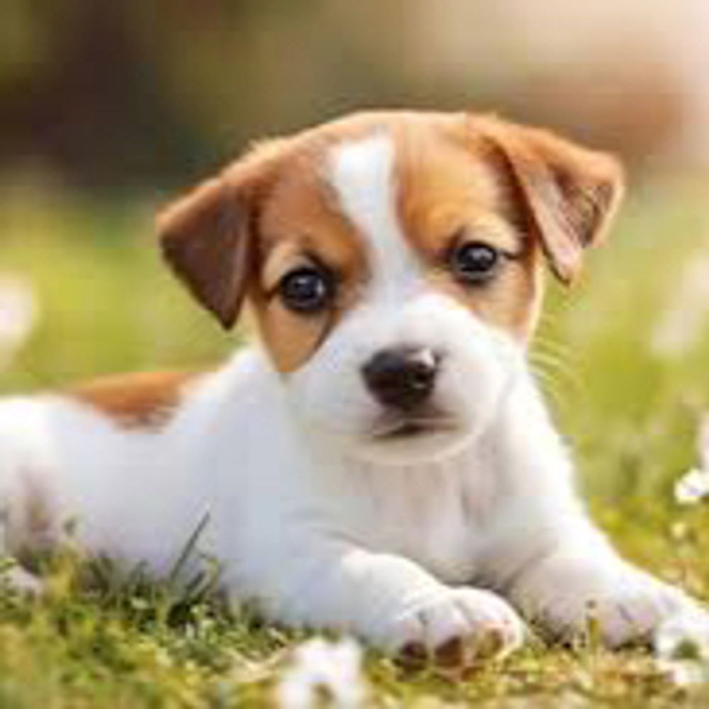 Dogs 🐕 world