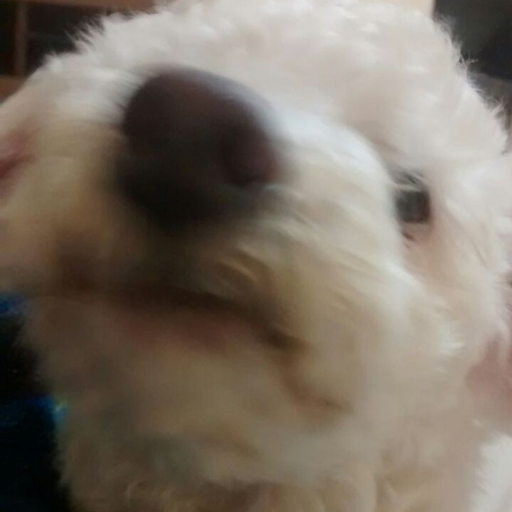 Esquizobrenico