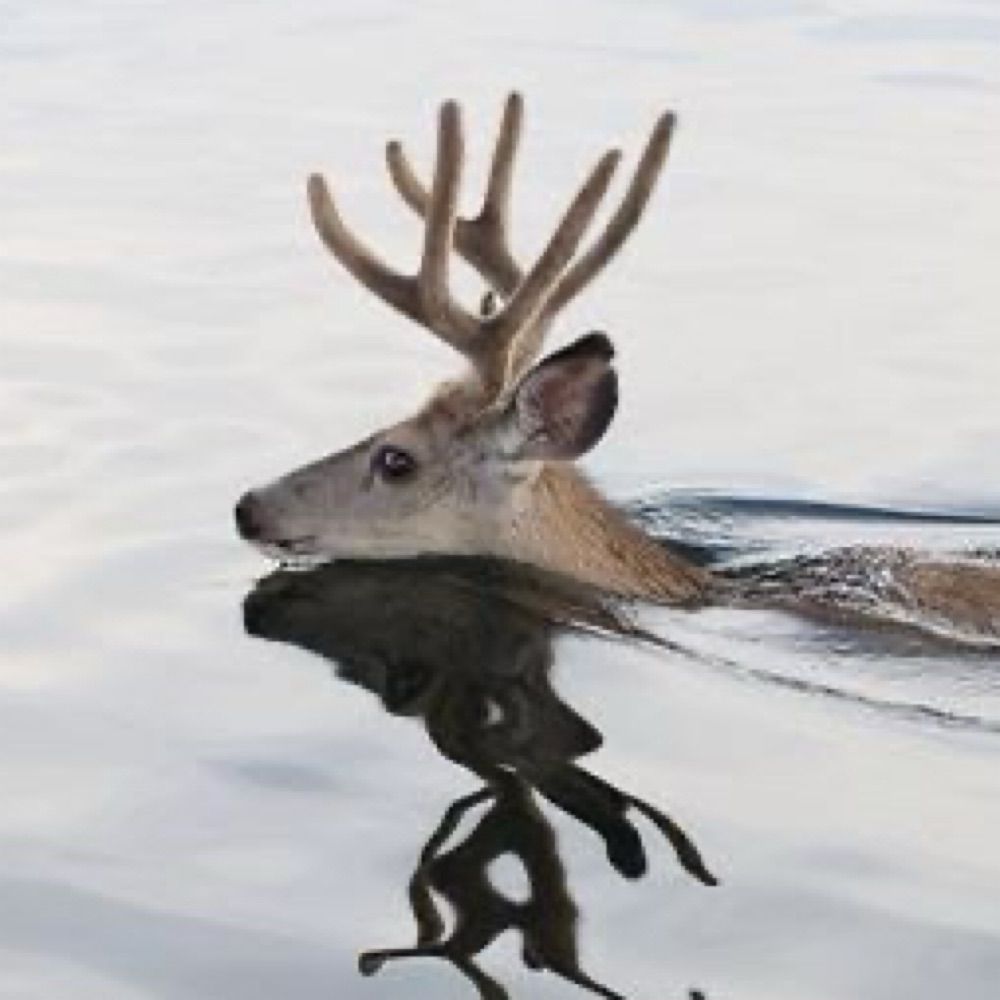 roughdeer updates