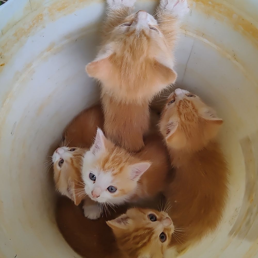 Braincell Cats