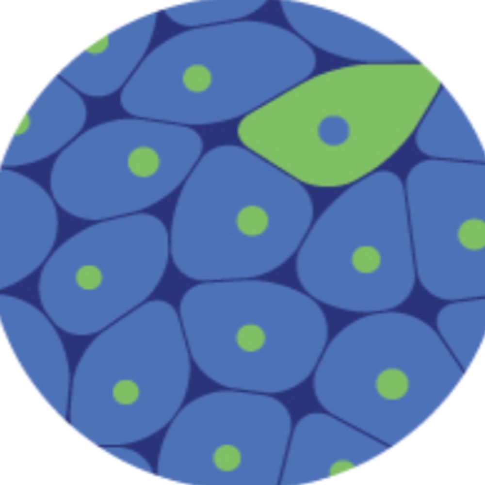 Single Cell Portal