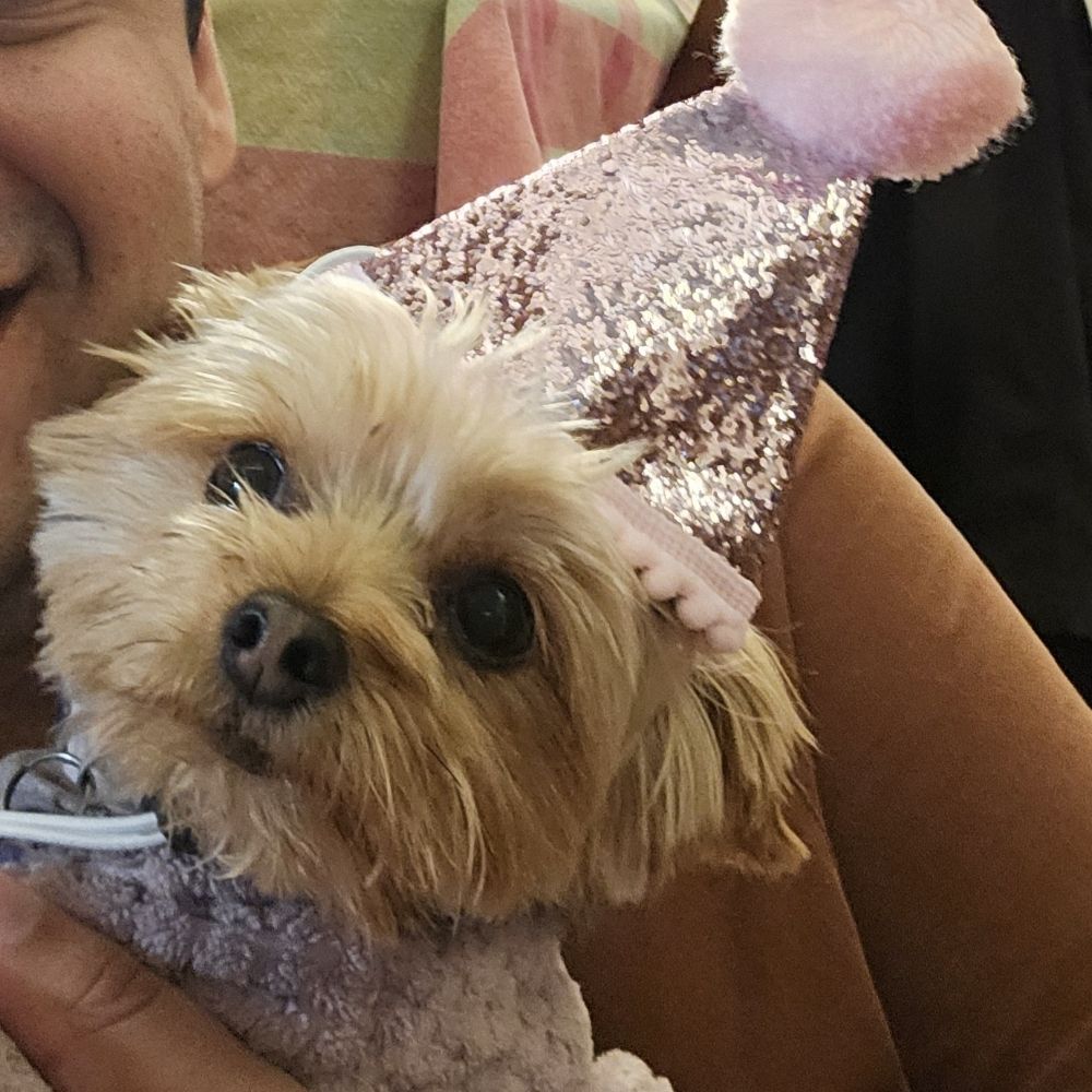 Cosita the Yorkie