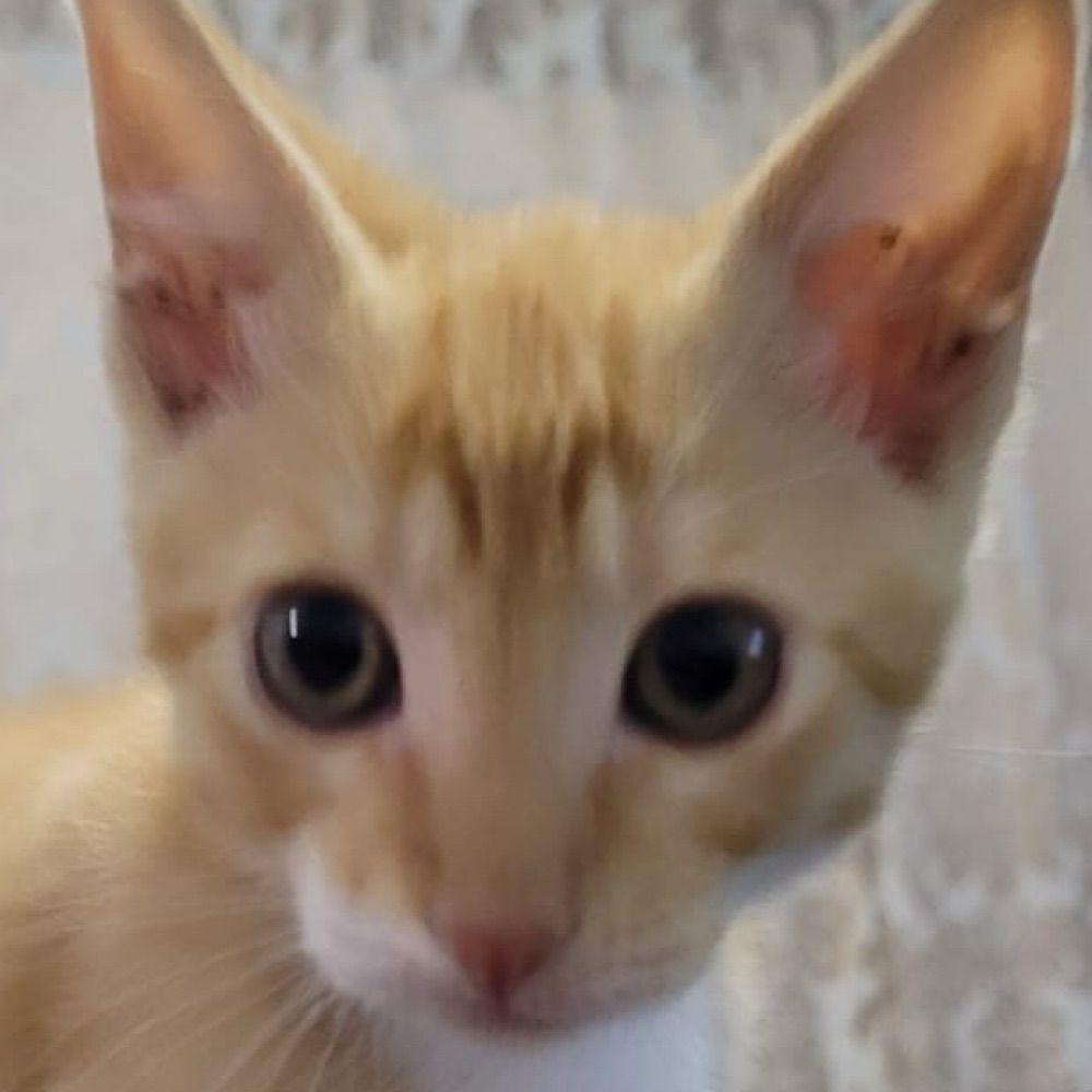 Lucas 