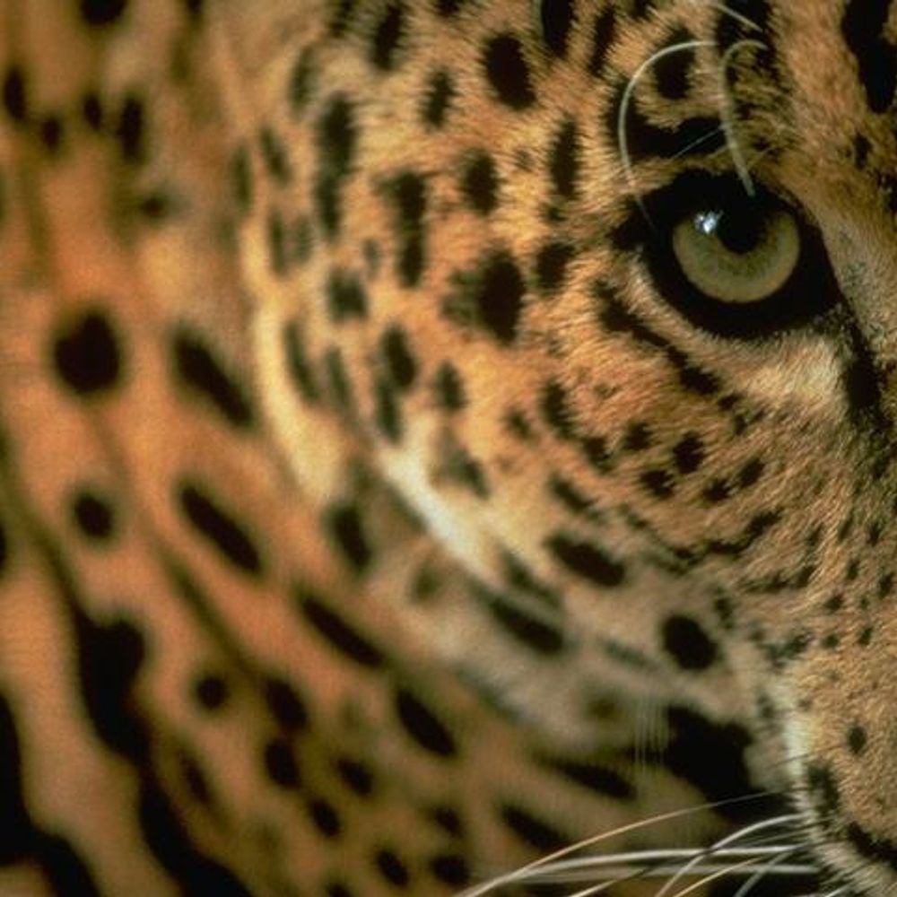 jaguarr's avatar