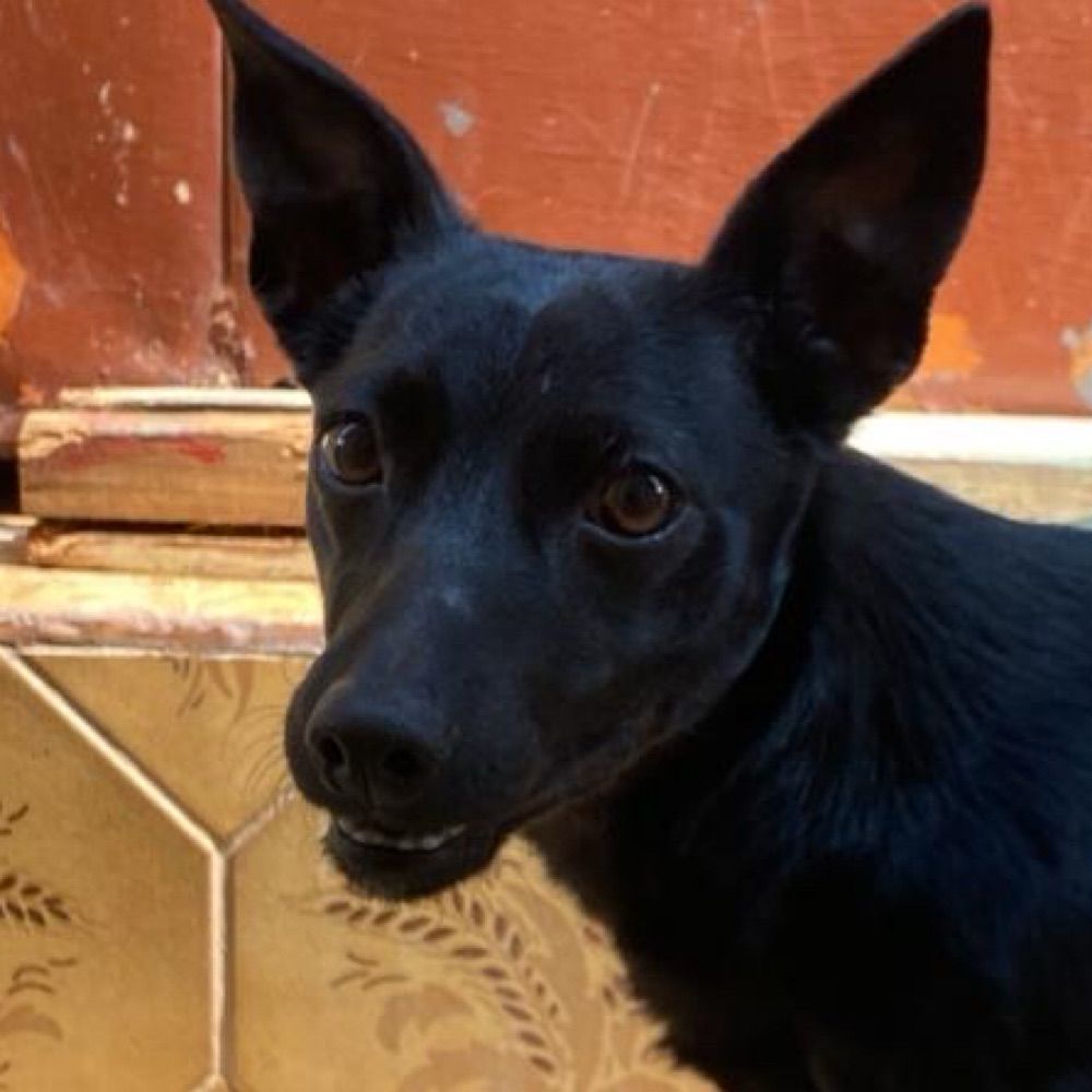 Kali