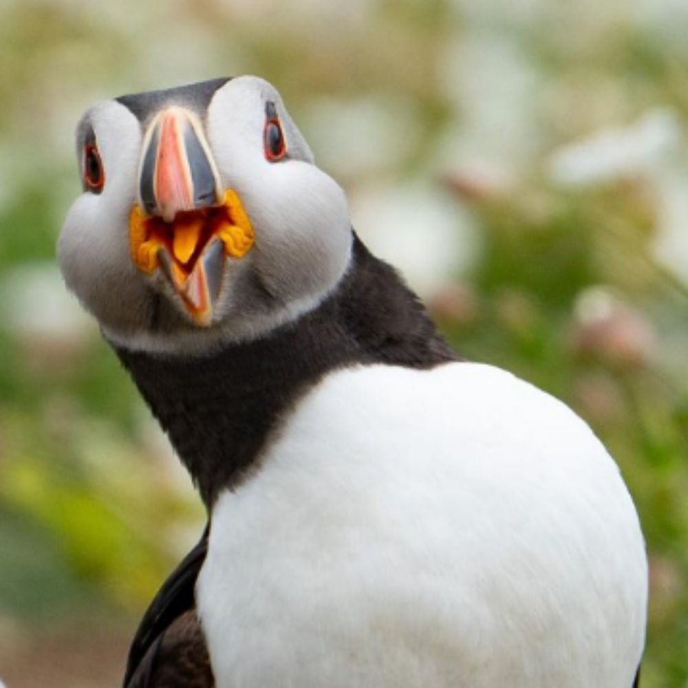Jedi Puffin