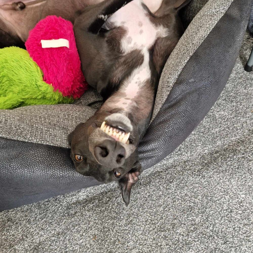 Celyn The Greyhound