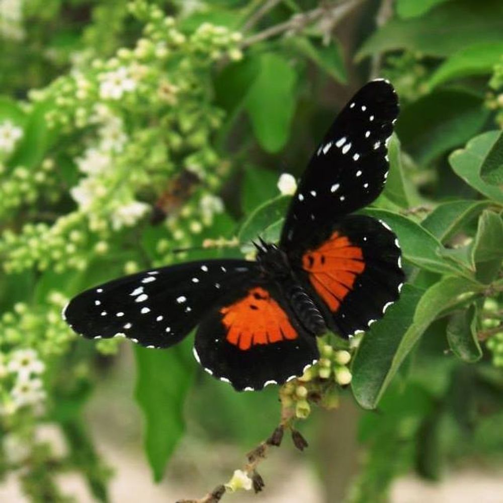 Profile picture natbutterflycenter.bsky.social