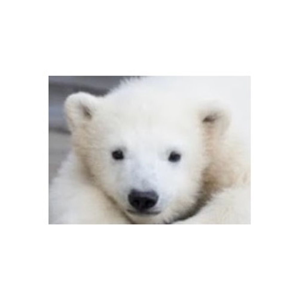 しゅとらーる