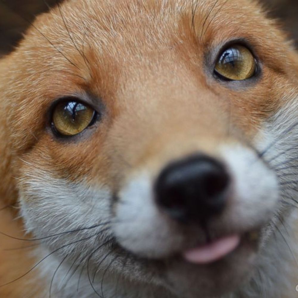 Hellafoxi