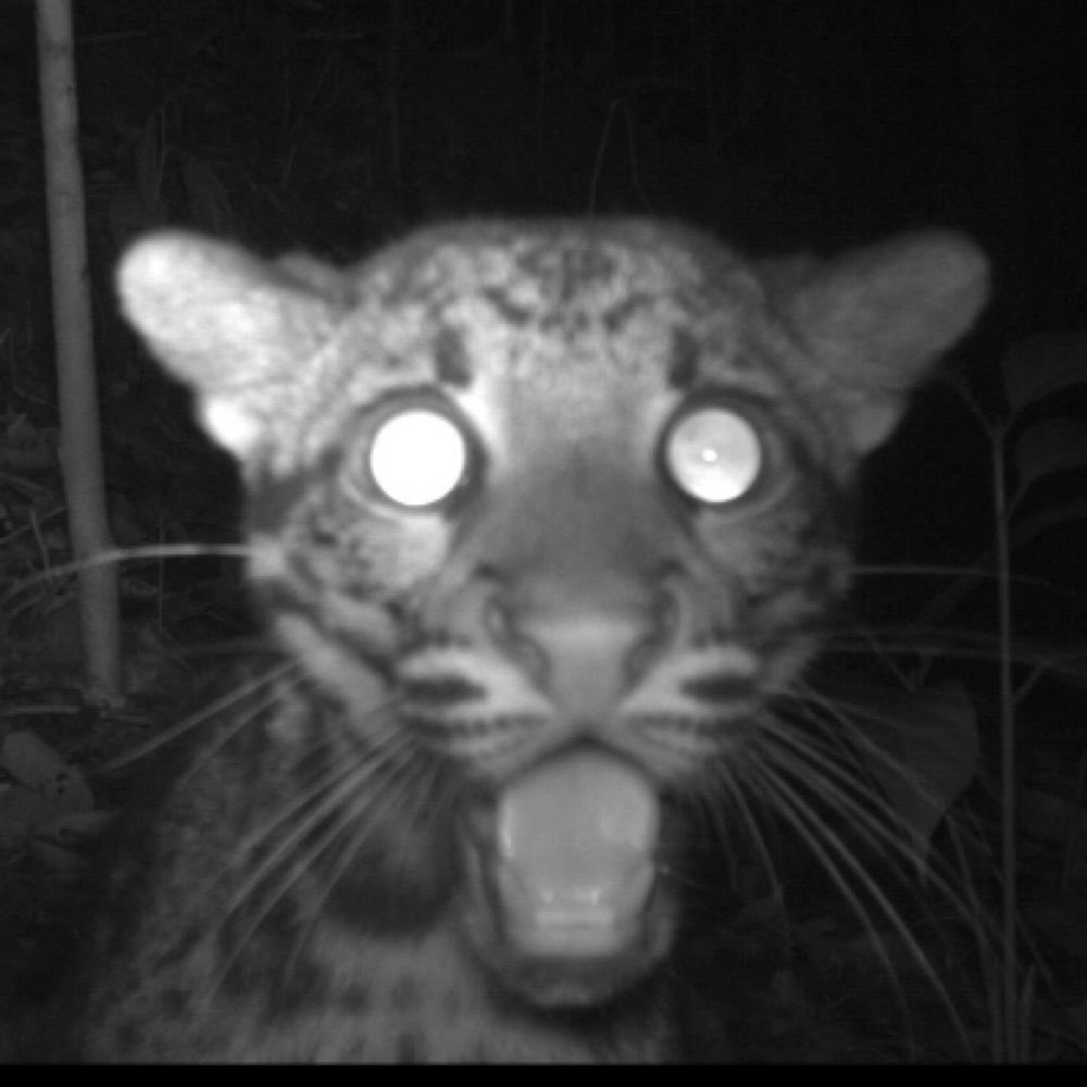bailey/battery