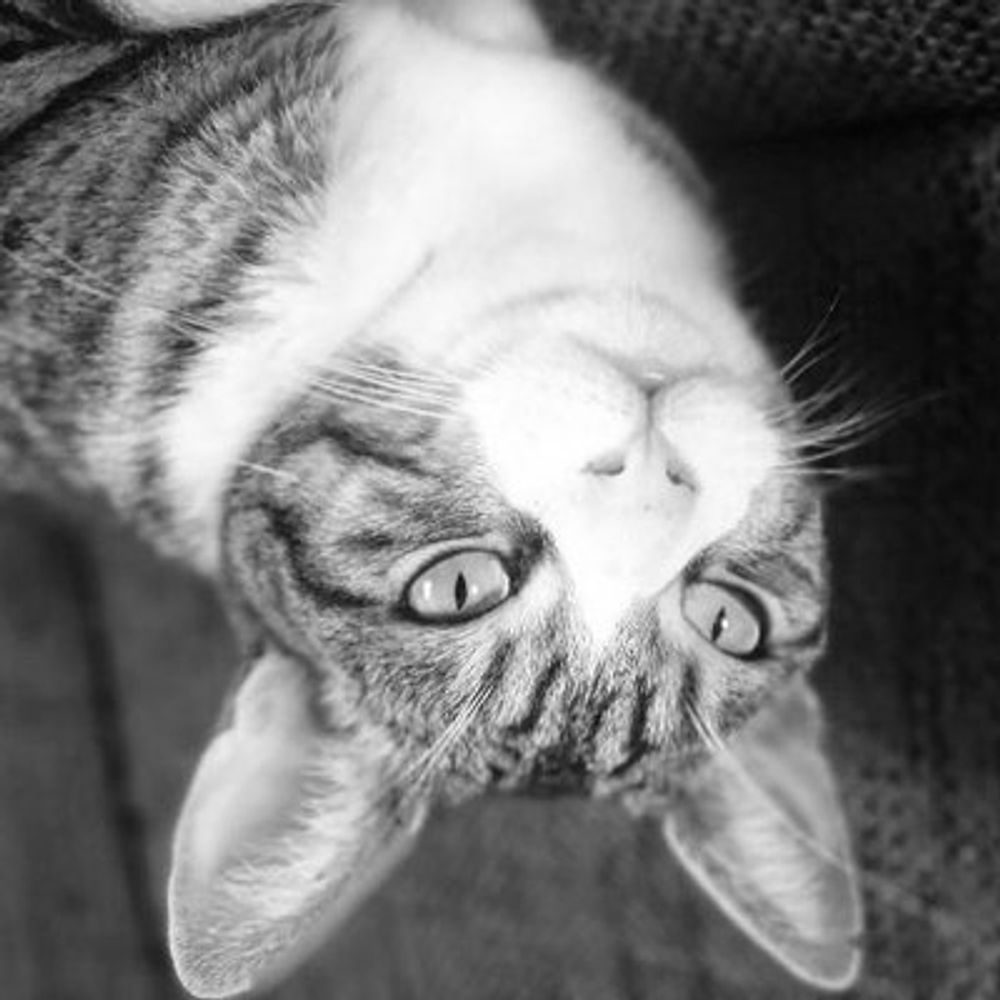 ʎɹɹǝſ