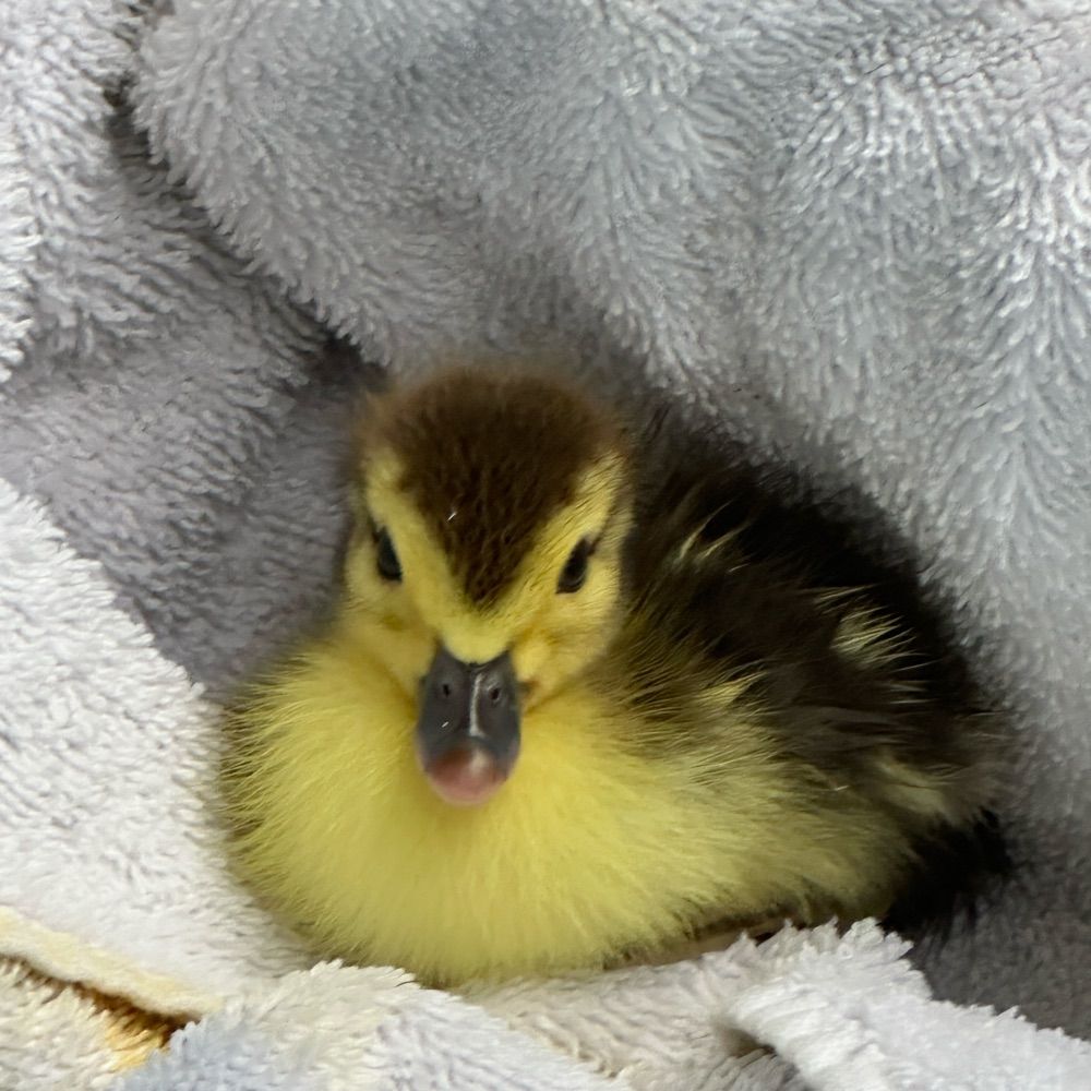 SuperDuck