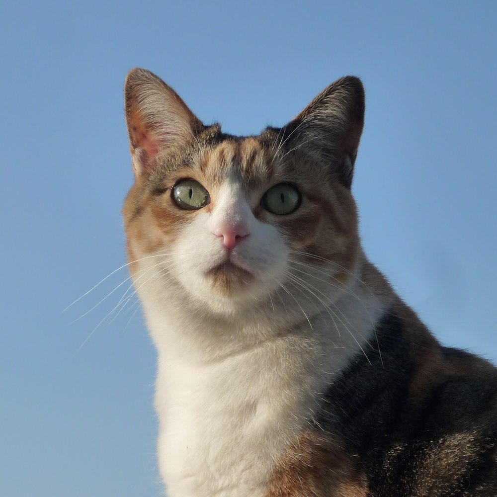 森埜こみち